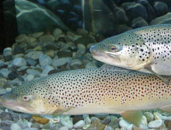 USGS Study Reveals Interactive Effects of Climate Change, Invasive Species on Native Fish
