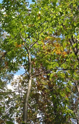 Where the Not-So-Mighty Chestnut Still Grows