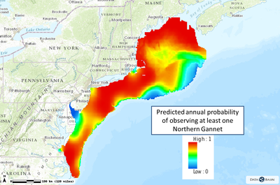 Marine Bird Mapping and Assessment 