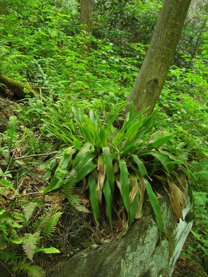 Frasers sedge (Cymophyllus fraserianus) Frasers sedge (Cymophyllus fraserianus)