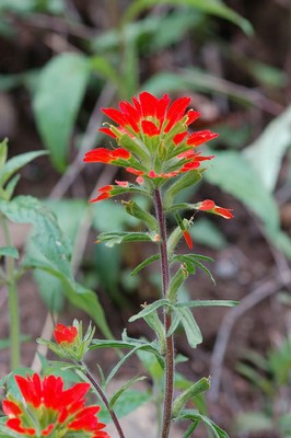Scarlet Indian paintbrush (Castilleja coccinea) Scarlet Indian paintbrush (Castilleja coccinea)