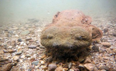 Northeast States Release Report on Hellbender Distribution