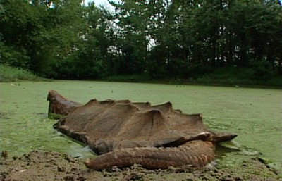 Alligator Snapping Turtle Surveys and Genetics - Lower TN and MS River