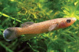 Barrens Topminnow , Barrier Construction for Invasive Gambusia 