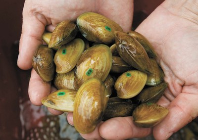 Bear Creek Mussel Recovery