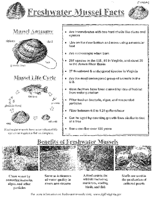 Freshwater Mussel Facts.pdf