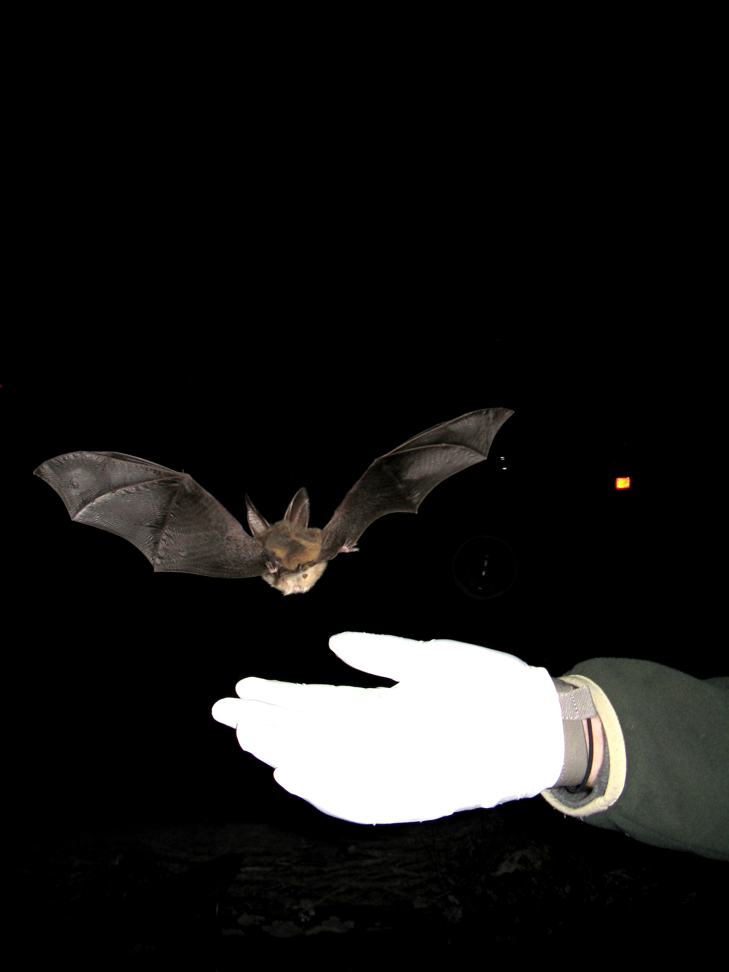 Released Virginia big-eared bat