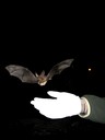 Virginia big-eared bat being released at Repass Saltpetre Cave in Virginia. 