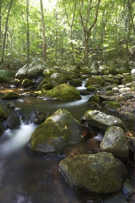 Stream at Clinch Mountain Wildlife Management Area
