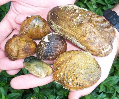 USFWS: Northeast Region Endangered freshwater mussels