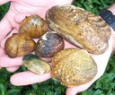 Endangered freshwater mussels in the Clinch and Powell River Watersheds in Virginia (Bottom diagonal row, left to right: Cumberlandian combshell, Oyster mussel. Middle Row: Shiny pigtoe, Birdwing pearlymussel, Cumberland monkeyface. Top row: Rough rabitsfoot)
