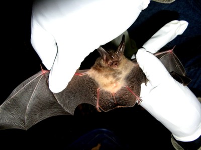 USFWS: Virginia big-eared bat