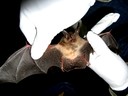 Virginia big-eared bat from Repass Saltpetre Cave in Virginia being measured before release.