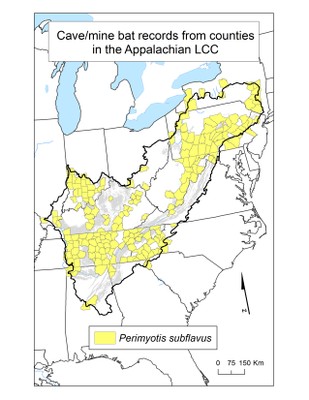 County Occurrence Map for Tri-colored Bat