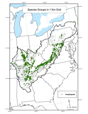 Amphipod Species Distribution by 1 km Grid