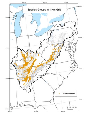 Ground Beetle Species Distribution by 1km Grid