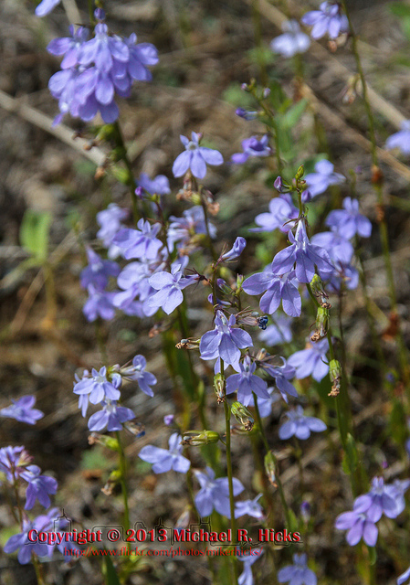 Gattingers lobelia (Lobelia gattingeri)