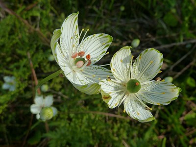 Large-leaf grass-of-Parnassus (Parnassia grandiflora)