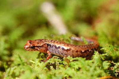 Pygmy salamander (Desmognathus wrighti)