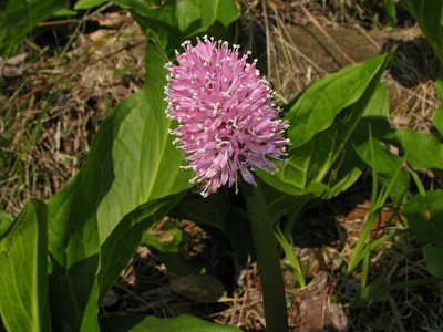 Swamp pink (Helonias bullata)