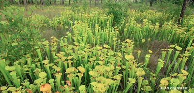 Assessing climate-sensitive ecosystems in the southeastern United States