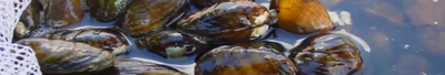 Freshwater Mussel Banner