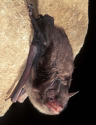 Indiana Bat