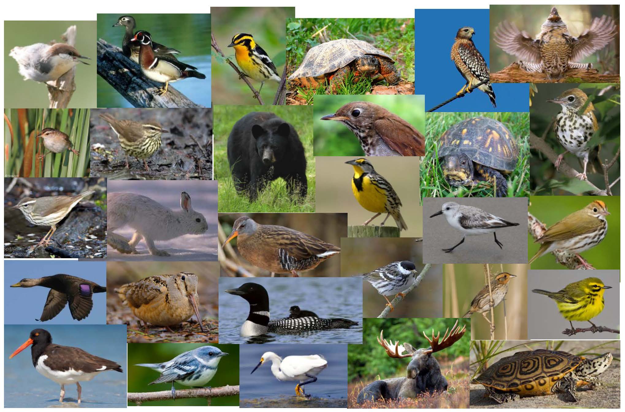 Landscape Capability for Representative Species — Landscape Partnership