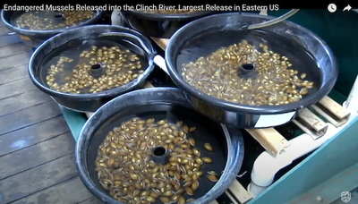Endangered Mussels Released into the Clinch River, Largest Release in Eastern US