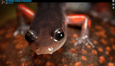 Salamanders - The Hidden Jewels of Appalachia