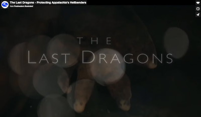 The Last Dragons - Protecting Appalachia's Hellbenders