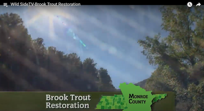 TN Wild Side - Brook Trout Restoration
