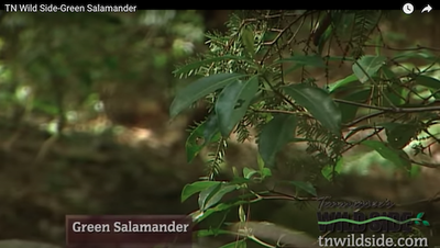 TN Wild Side - Green Salamander