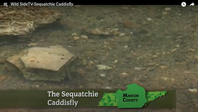 TN Wild Side - Sequatchie Caddisfly